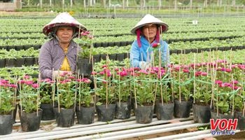 Làng hoa Sa Đéc: Muôn hoa khoe sắc đón Tết về