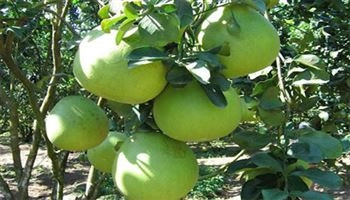 Để bưởi da xanh đạt năng suất và chất lượng