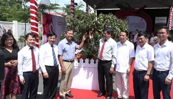 Hơn 400 tấn vải thiều VietGAP được bán tại hệ thống bán lẻ Saigon Co.op