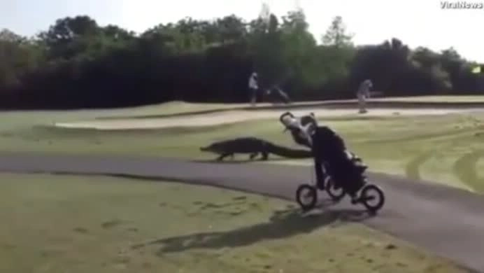 Chú cá sấu dài 4m gây náo loạn khi bò vào giữa sân golf 
