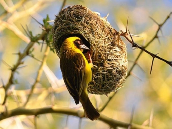 Giải thích ý nghĩa câu tục ngữ 