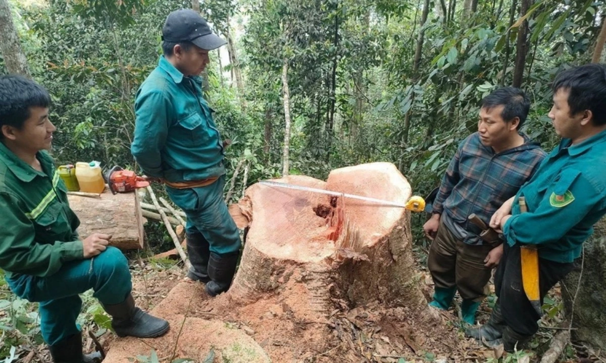Bắt quả tang 5 đối tượng khai thác gỗ rừng tự nhiên trái phép