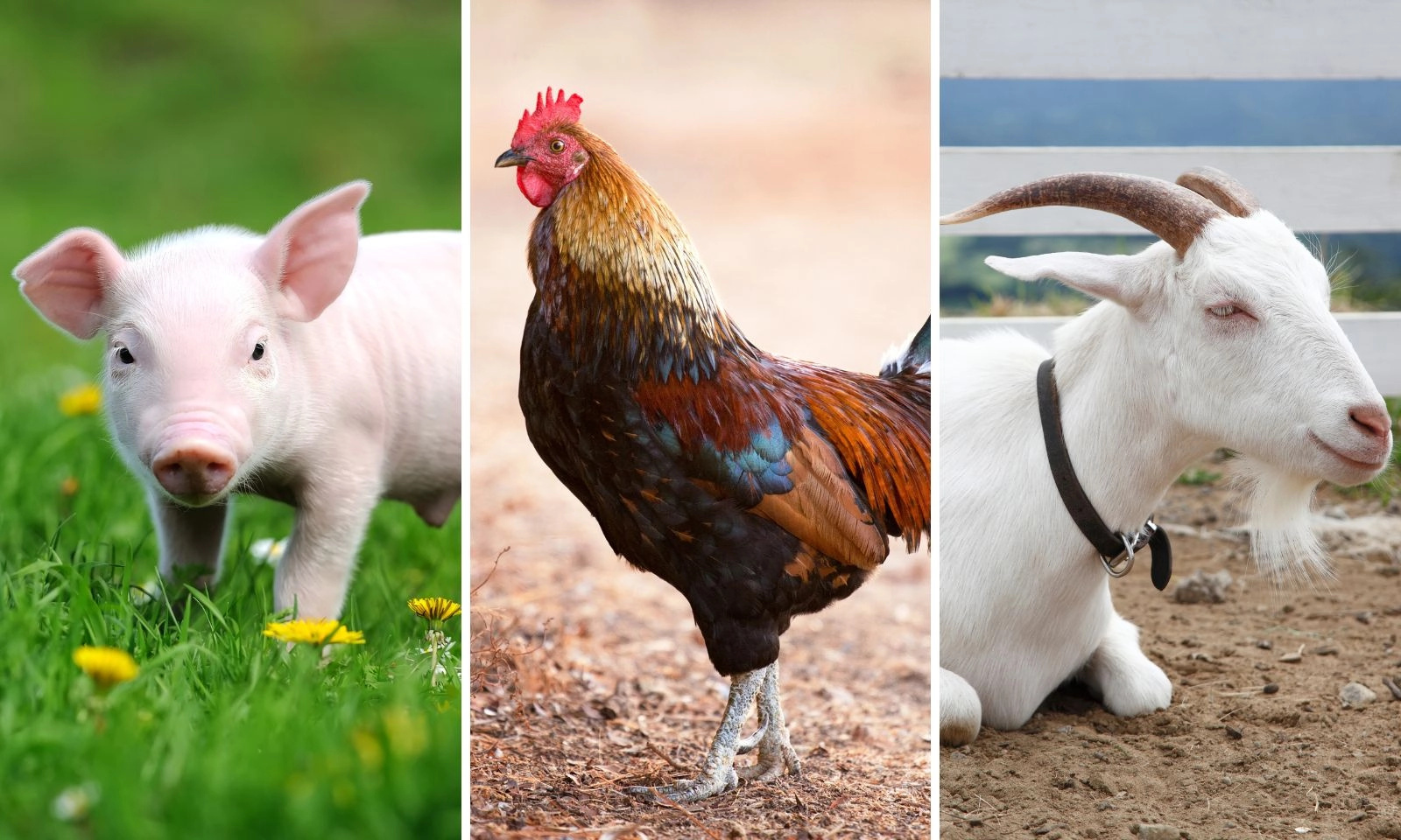Tử vi đầu tháng: 3 con giáp đổi đời trong 10 ngày đầu tháng 5 âm lịch