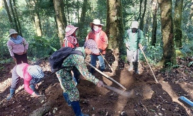 Kon Tum: Liên tiếp xảy ra các vụ trộm sâm Ngọc Linh