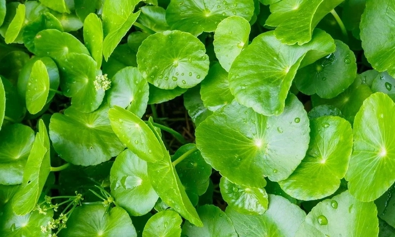 Rau má – Dược liệu quý trong y học và làm đẹp