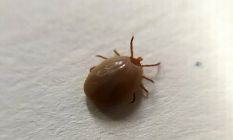 Căn bệnh Babesiosis nguy hiểm đang gia tăng ở Mỹ