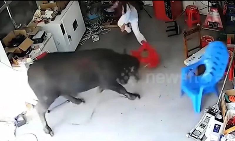 Clip: Trâu điên tấn công người trên đường phố phải bắn hạ