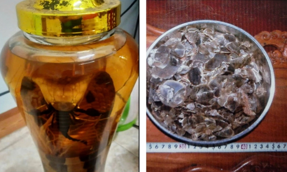Thanh niên 23 tuổi bị khởi tố vì buôn bán rượu rắn hổ chúa và những tang vật động vật quý hiếm