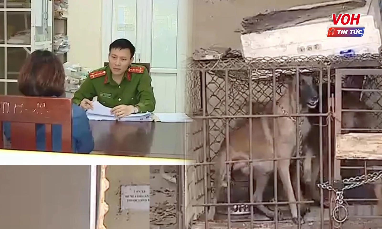Khởi tố, bắt tạm giam chủ 2 con chó béc-giê cắn người khác tử vong