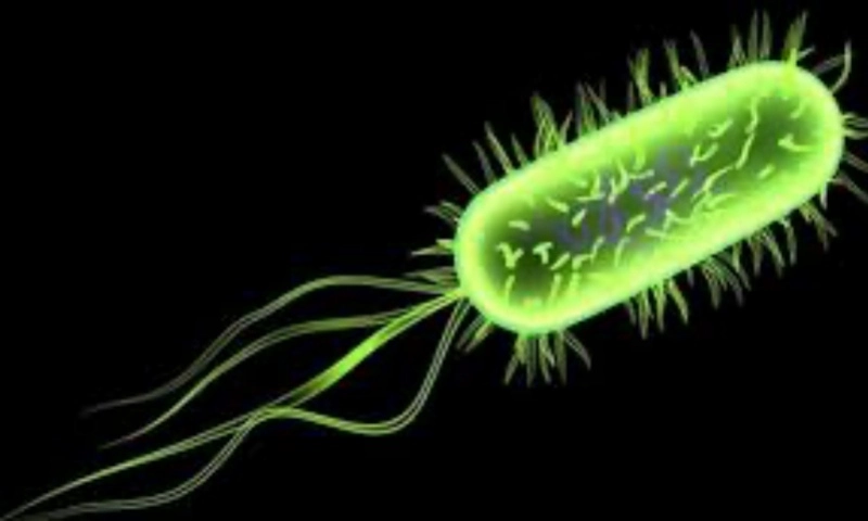 Mỹ thu hồi khẩn 32 tấn thịt và gia cầm do nhiễm khuẩn listeria