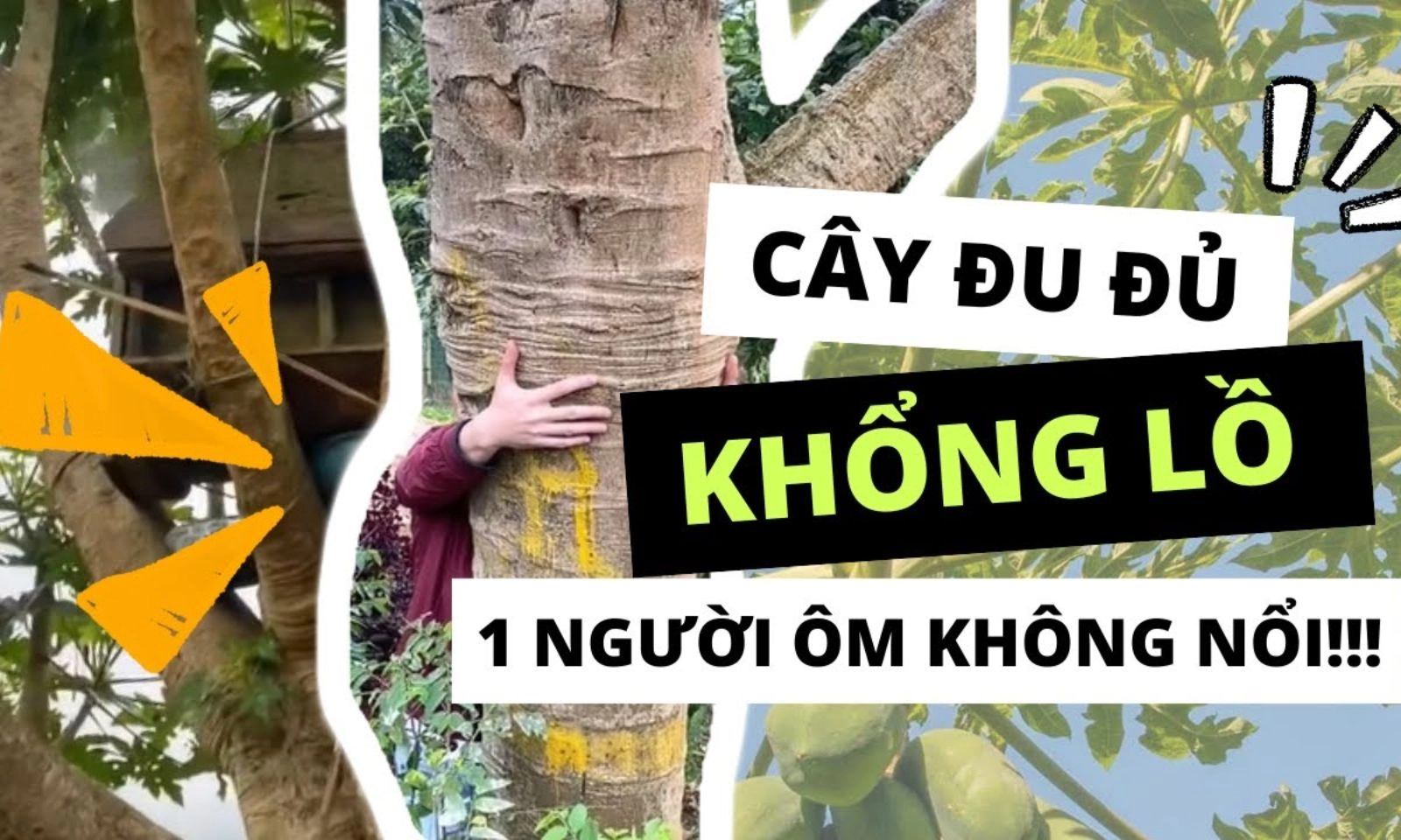 Cây đu đủ khổng lồ 10 năm tuổi, 1 người ôm không xuể 