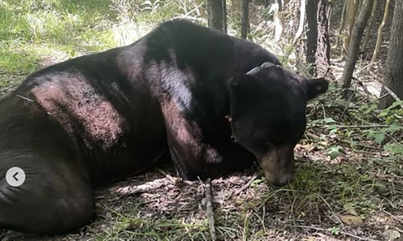 Bẫy được con gấu đen nặng nhất bang Mississippi 231 kg