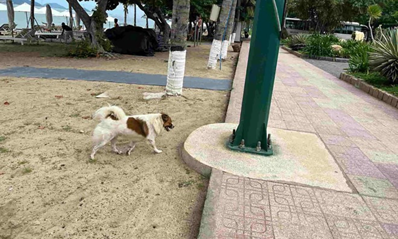 Bắt chó thả rông tránh bệnh dại và bảo đảm an ninh trật tự, an toàn giao thông