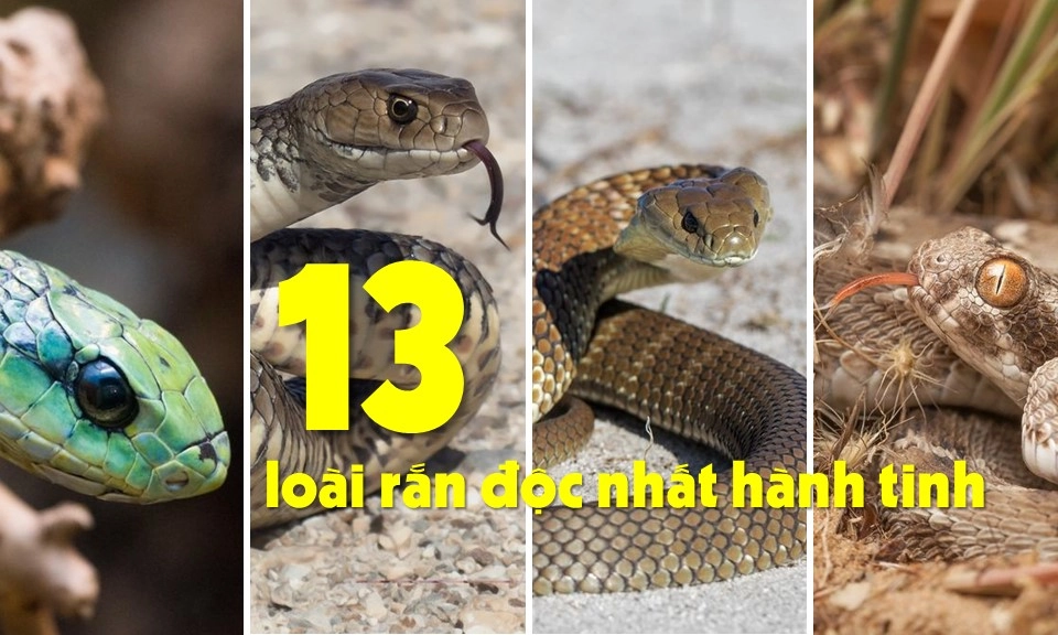 13 loài rắn độc nhất hành tinh