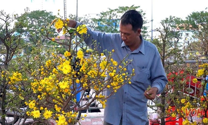 Chợ hoa Tết TPHCM nở rộ: Mai khủng giá 250 triệu đồng xuất hiện