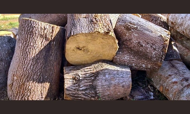 Phát hiện vụ chặt phá 569 cây rừng tại tuyến đường tuần tra biên giới Đắk Nông