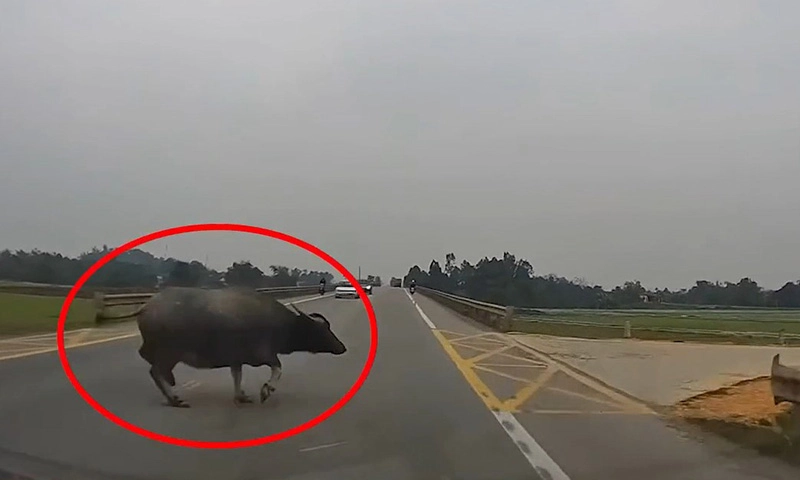 Clip: Ô tô đang chạy gặp trâu thả rong phải lao vào lề, thoát nạn