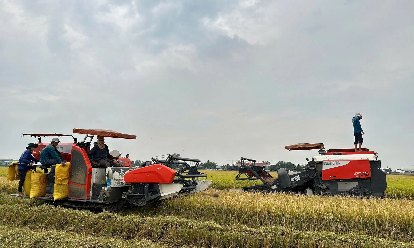 Agribank đẩy mạnh cho vay sản xuất, kinh doanh lúa gạo