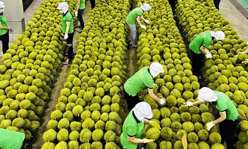 Sầu riêng Việt Nam vẫn gặp khó khi xuất khẩu