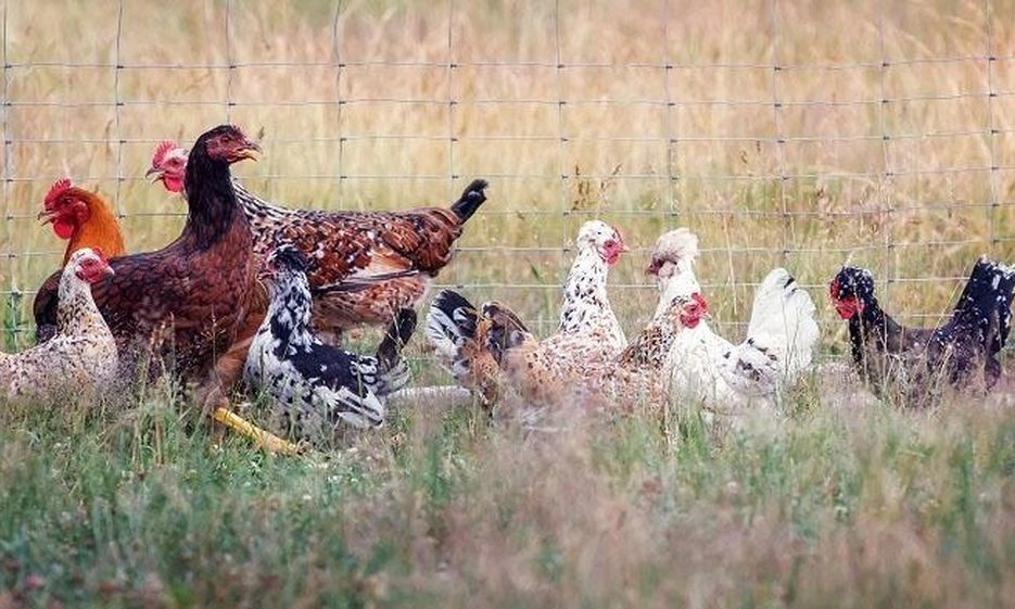 Campuchia: 2 ca tử vong do cúm gia cầm H5N1 