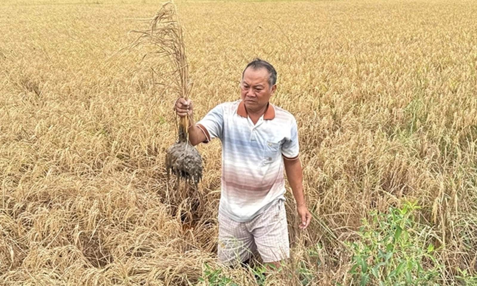 Phó Thủ tướng yêu cầu xác định nguyên nhân lúa chết bất thường cạnh cao tốc Cần Thơ - Cà Mau
