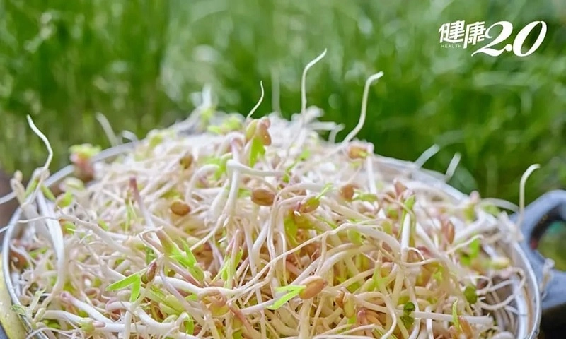 Cẩn thận bị ngộ độc khi ăn giá đỗ sống