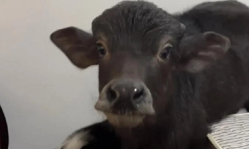 Nuôi nghé như thú cưng thay vì chó, mèo