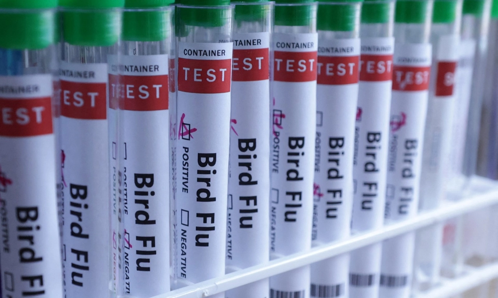 Mexico phát hiện ca nhiễm cúm gia cầm H5N1 ở người đầu tiên