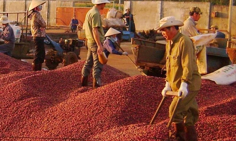 Giá cà phê giảm sâu, doanh nghiệp xuất khẩu chờ chính sách thuế mới từ Mỹ