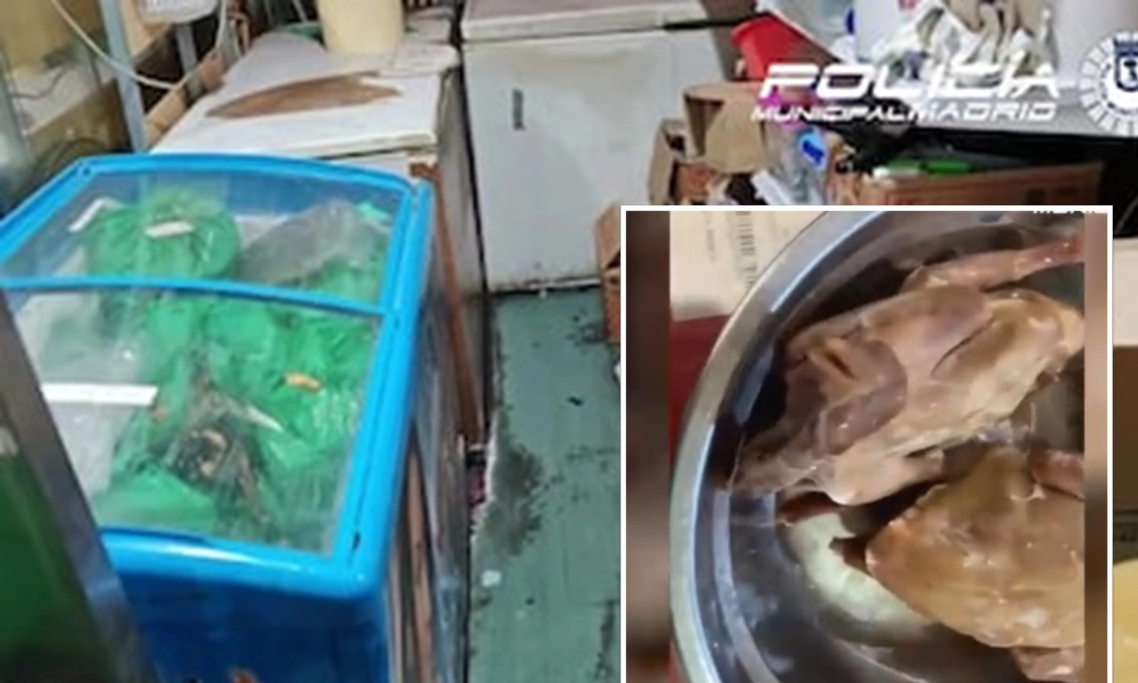 Tây Ban Nha đóng cửa một Nhà hàng Trung Quốc vì dùng chim bồ câu làm vịt quay