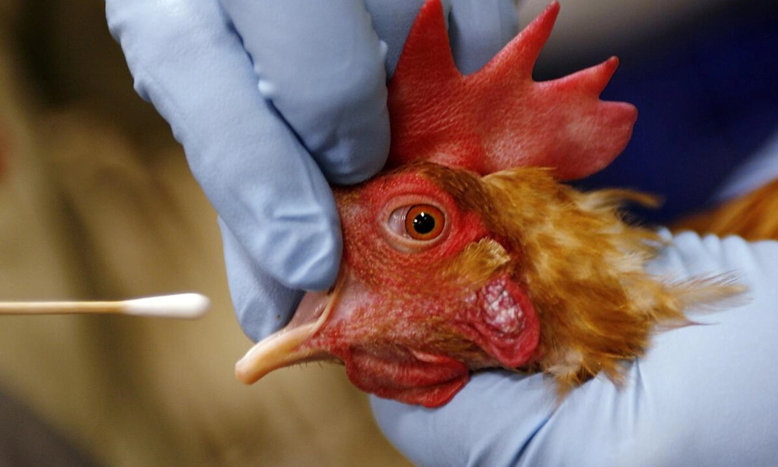 TPHCM phát hiện ca viêm não do virus H5N1 - từng tiếp xúc với gà chết hàng loạt