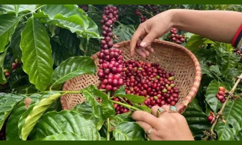 Giá cà phê hôm nay 20/4: Ổn định ngắn hạn, nhiều biến động dài hạn