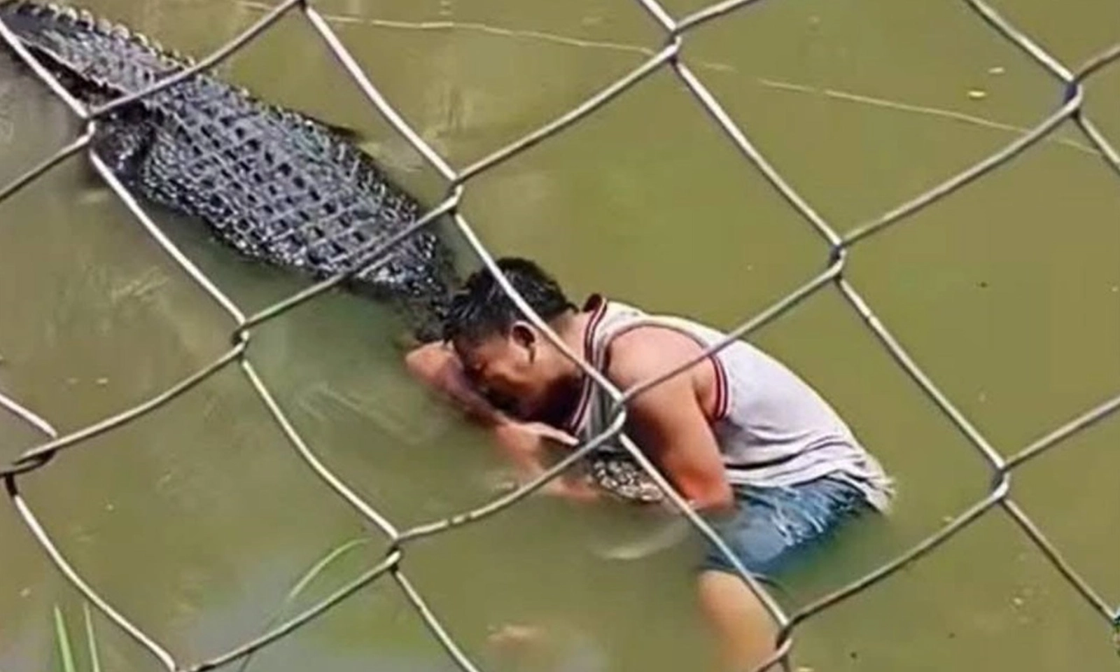Trèo vào chuồng cá sấu để chụp ảnh tự sướng, du khách suýt bị ‘nhai sống’