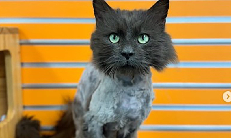 Chú mèo đi hoang 3 năm bỗng xuất hiện ở cửa hàng McDonalds cách nhà 16 km