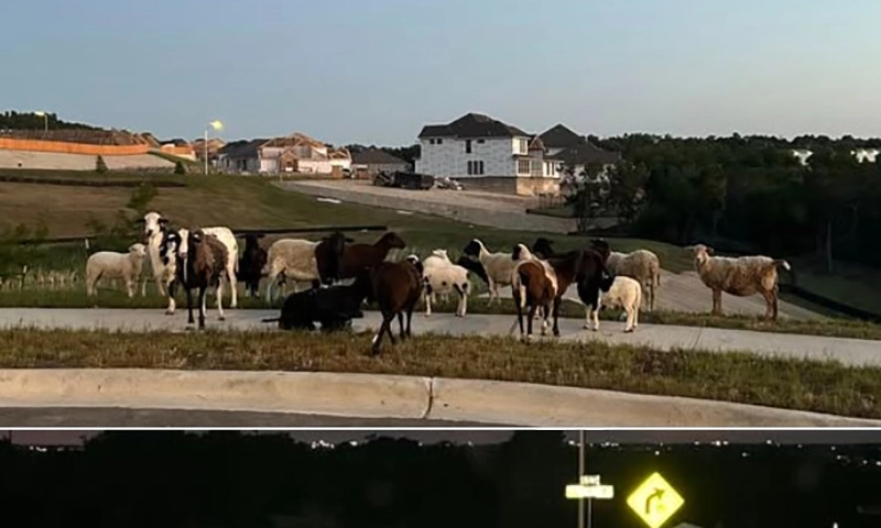 Phát hiện bầy cừu bí ẩn đi lang thang gần trường học Texas