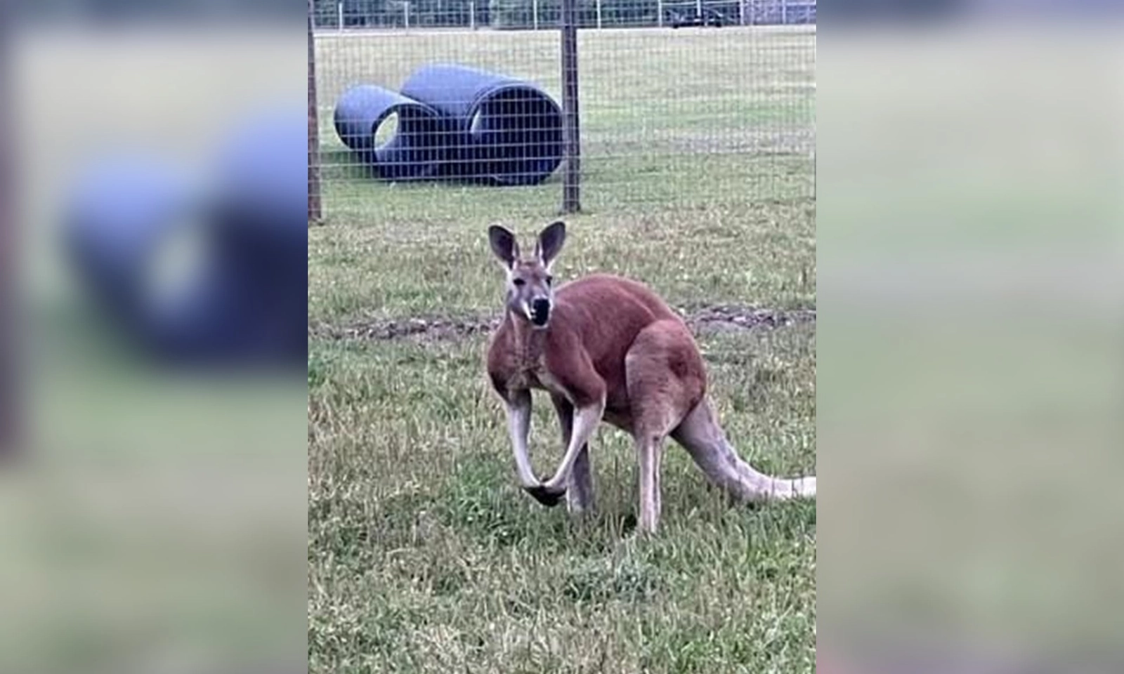 Người đàn ông bị kangaroo đạp chết sau khi vào chuồng ‘làm bậy’ với con vật này