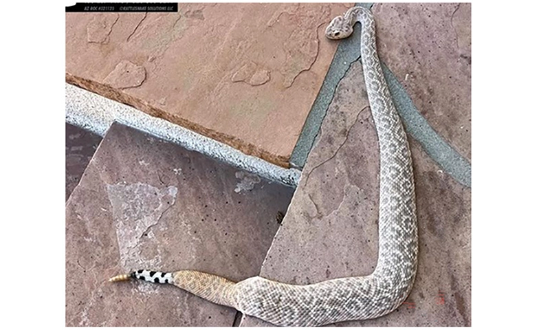 Tìm thấy con rắn đuôi chuông “kim cương” kỳ lạ ở Arizona