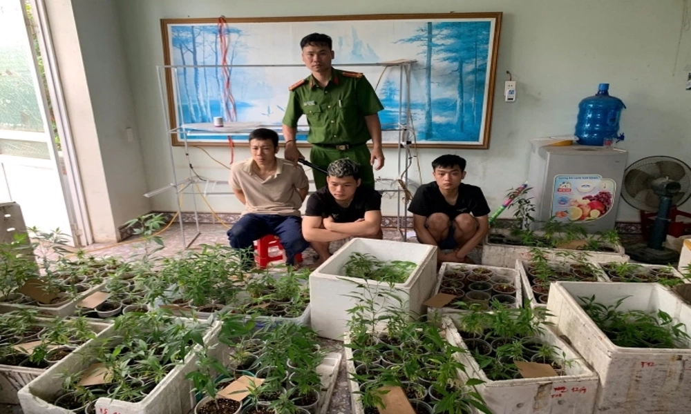 Cựu sinh viên Bách Khoa trồng 300 cây cần sa trong nhà