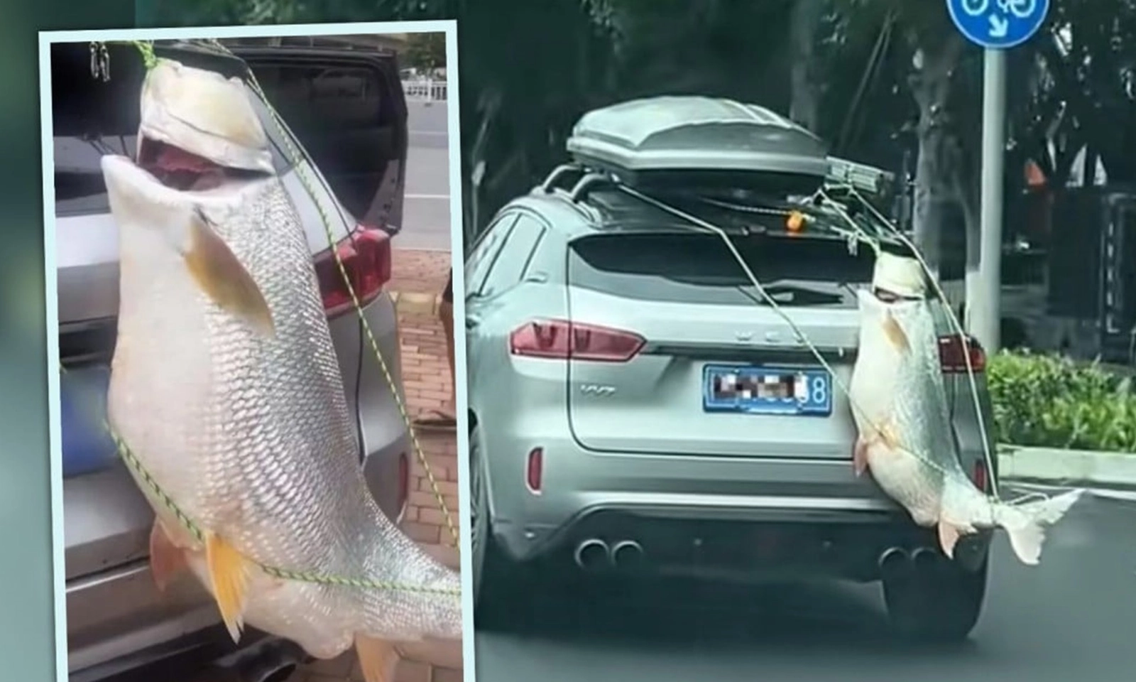 Treo con cá nặng 39,5kg vào xe rồi chạy lòng vòng để khoe, ‘cần thủ’ gặp cái kết đắng lòng