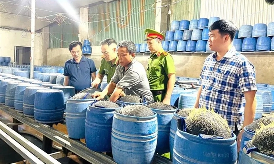 Triệt phá hai cơ sở sản xuất hàng trăm tấn giá đỗ bằng hóa chất độc hại
