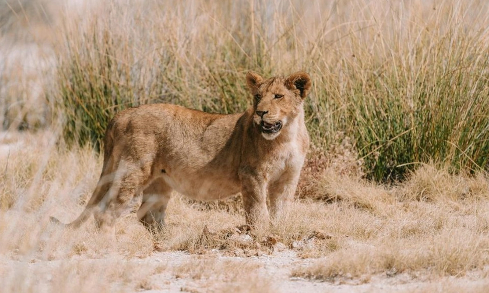 Sư tử vào khu lều trại sang trọng ở Namibia rồi vồ chết người đàn ông 