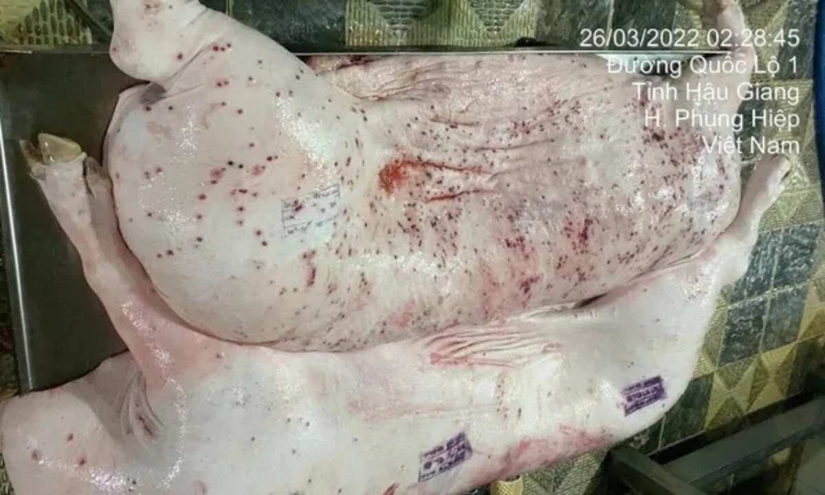 Vụ nghi heo bệnh tại chuỗi C.P: Bộ Nông nghiệp đề nghị Bộ Công an vào cuộc điều tra