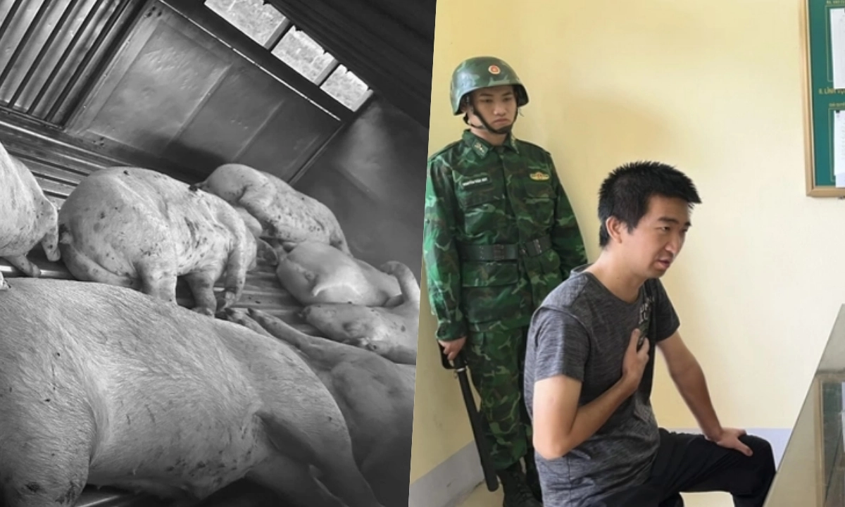 Điểm tin sáng 5/6: Xử lý việc giết mổ heo bệnh | Cảnh báo hành vi chỉ nhận tiền mặt để né thuế 