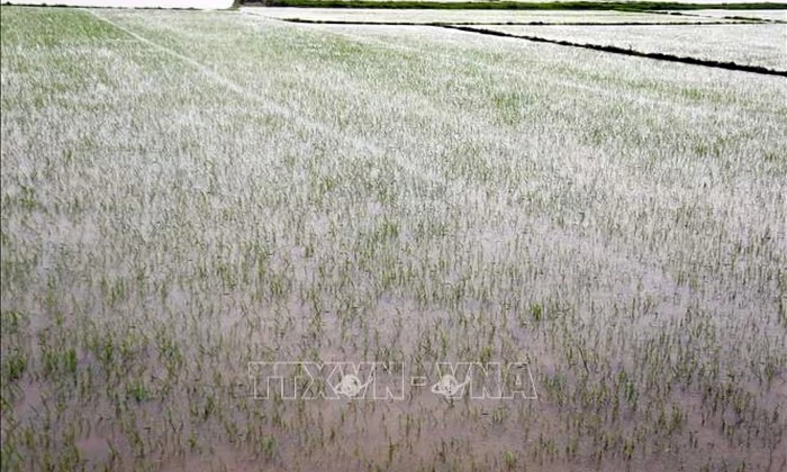 Bão số 1 gây ngập hơn 18.700 ha lúa và hoa màu tại Quảng Bình