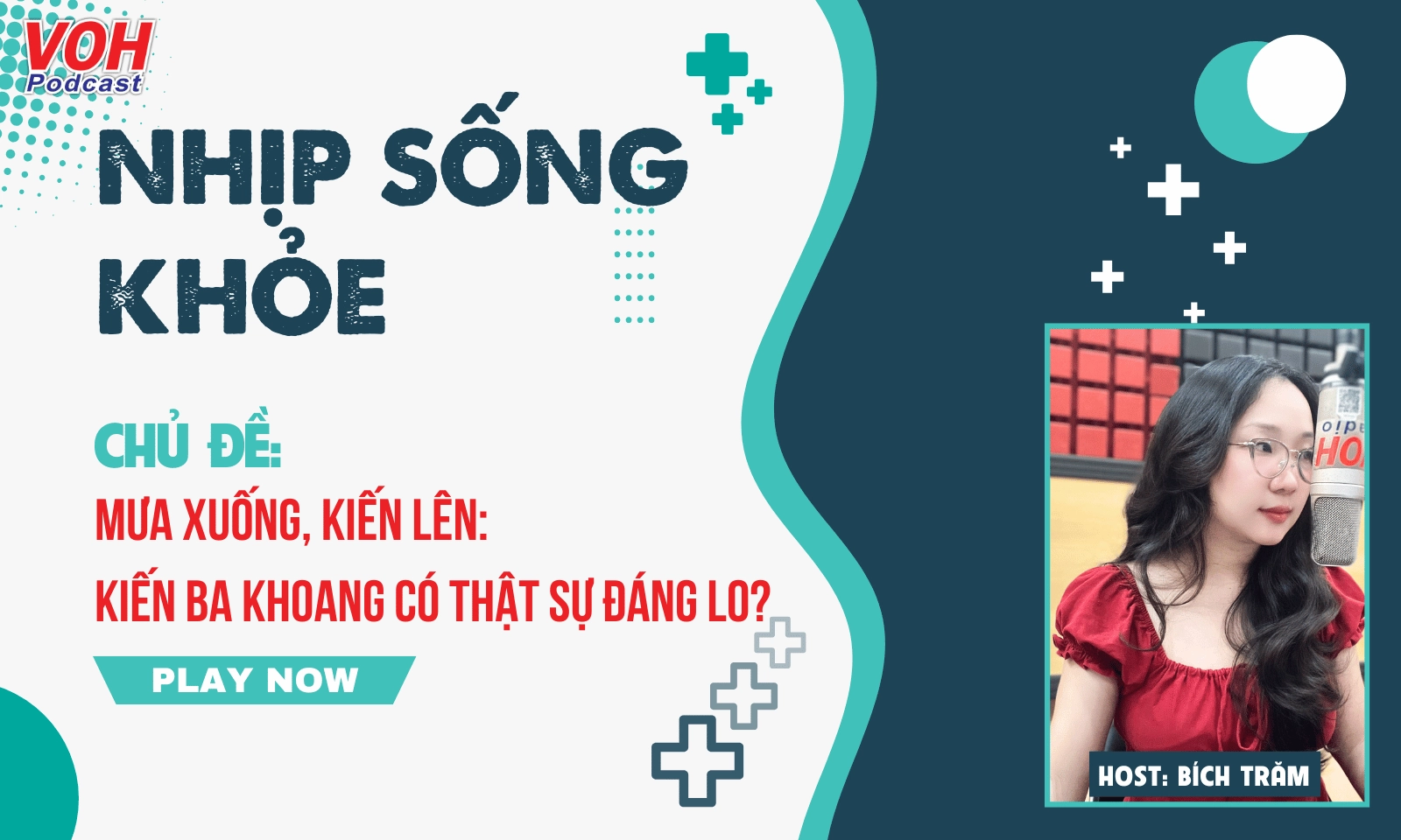 Mưa xuống, kiến lên: Kiến ba khoang có thật sự đáng lo?