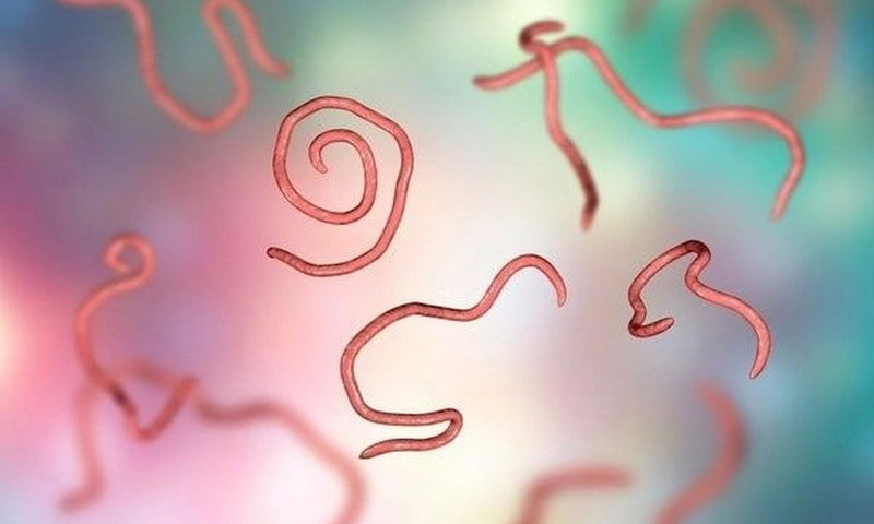 Cảnh báo bệnh giun lươn tái phát ở người suy giảm miễn dịch tại TPHCM