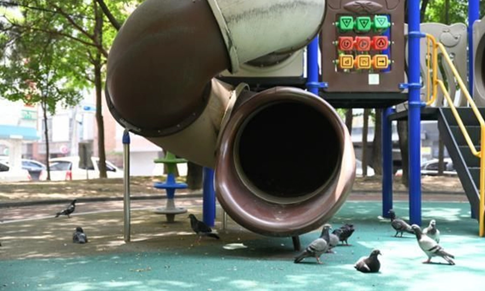 Hàn Quốc cấm người dân trên toàn quốc cho chim bồ câu ăn 