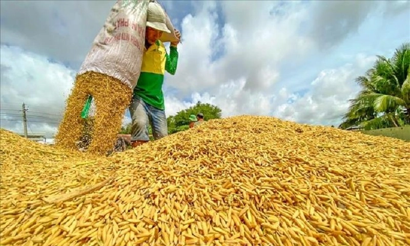Thị trường lúa gạo ĐBSCL đồng loạt đi xuống