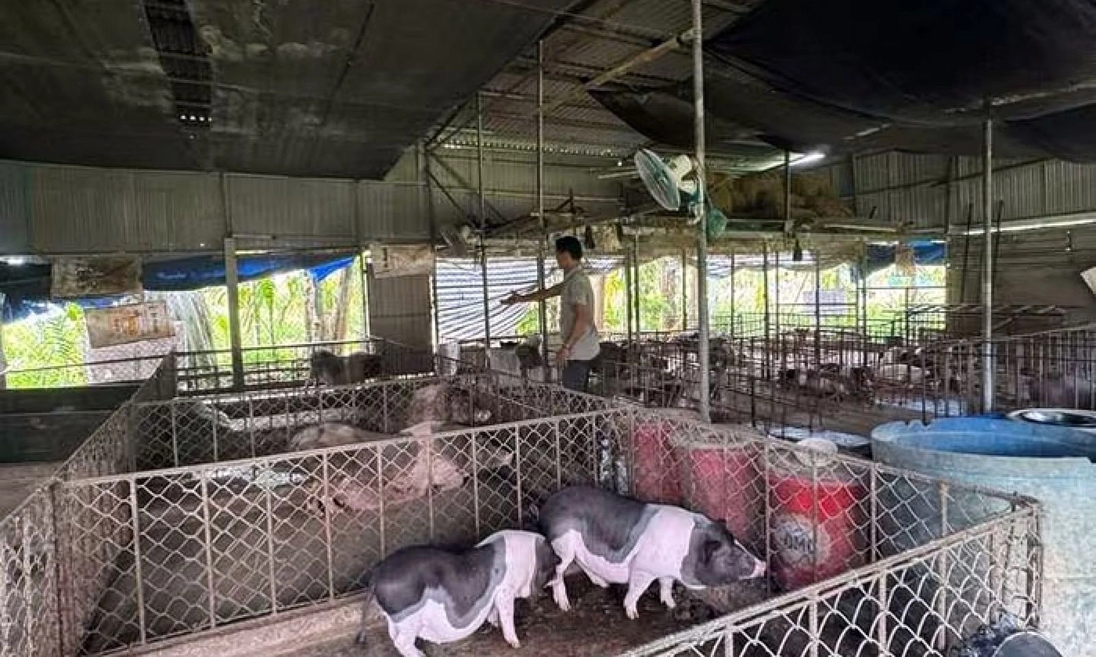 Dịch tả heo châu Phi lan rộng, Quảng Ngãi thông báo khẩn 