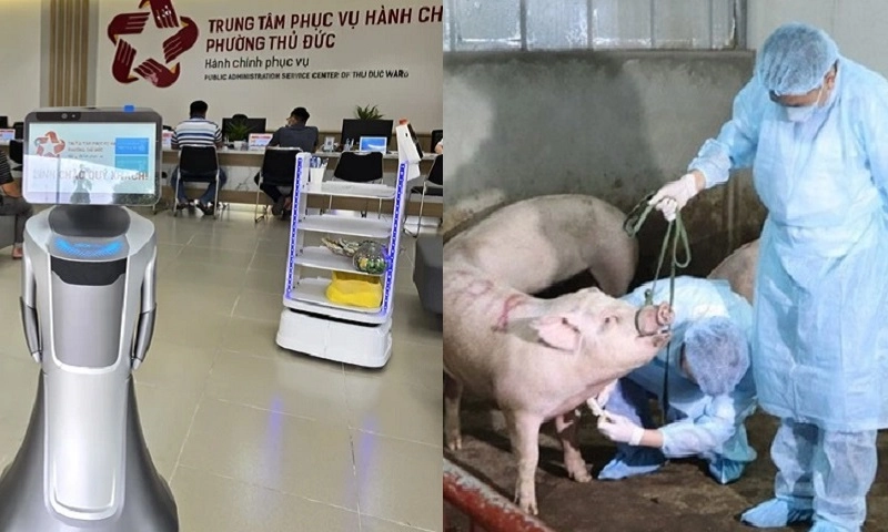 Điểm tin sáng 16/7: Robot lễ tân hỗ trợ thủ tục hành chính | Dịch tả heo châu Phi có xu hướng tăng